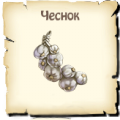 Чеснок