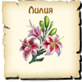 Лилии