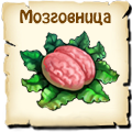 Мозговница, вид семян