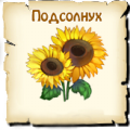 Подсолнух, вид семян