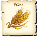 Рожь, вид семян