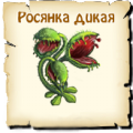 Росянка дикая, вид семян