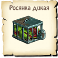 Росянка дикая