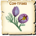 Сонтрава, вид семян