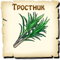 Тростник, вид семян